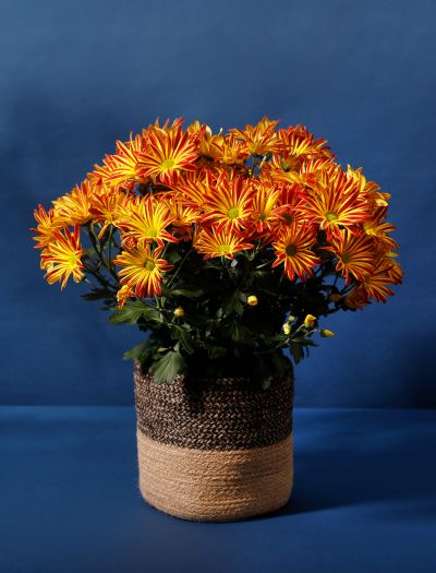 The New Mum-NF-K-002294